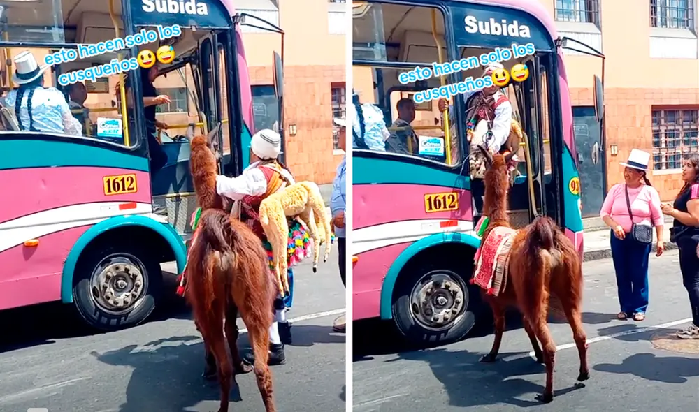 El bus que cubre la ruta Salaverry-Alfonso Ugarte se encargó de trasladar a la llama hacia su destino. Foto: composición LR/TikTok/@elizahuamanrojas El bus que cubre la ruta Salaverry-Alfonso Ugarte se encargó de trasladar a la llama hacia su destino. Foto: composición LR/TikTok/@elizahuamanrojas