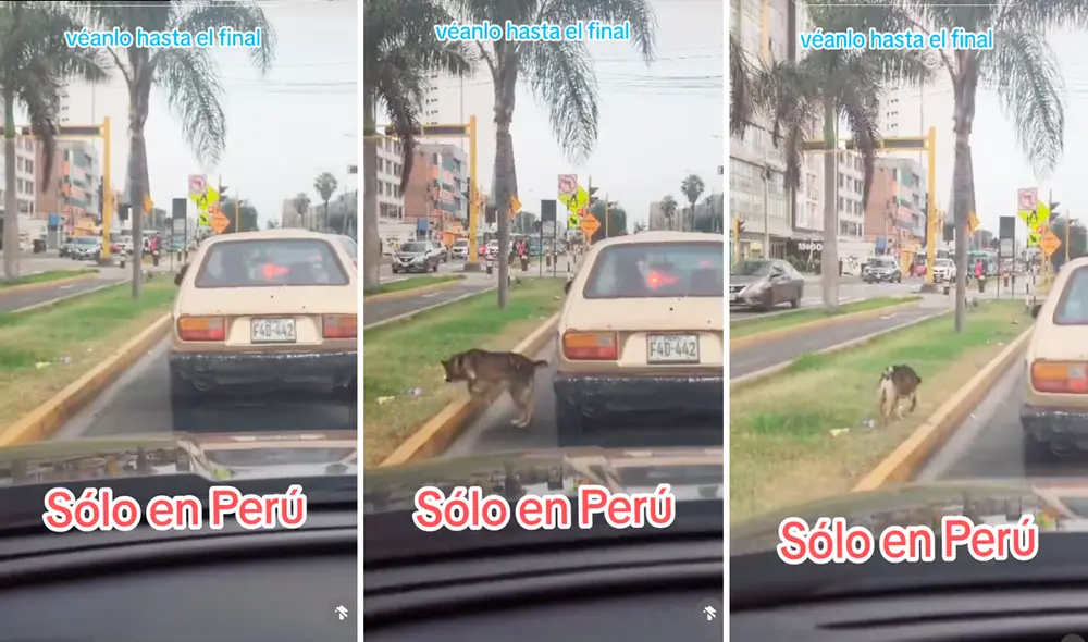 El perrito no dudó en bajarse del auto para hacer sus necesidades. Foto: composición LR/TikTok/@edwinipanaquegonzales El perrito no dudó en bajarse del auto para hacer sus necesidades. Foto: composición LR/TikTok/@edwinipanaquegonzales