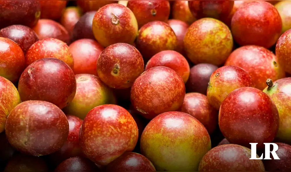 Es un poderoso antioxidante y contiene compuestos bioactivos que podrían retardar o prevenir diversas enfermedades cardiovasculares. Foto: composición LR/Freepick. Video: IIAP Peru Es un poderoso antioxidante y contiene compuestos bioactivos que podrían retardar o prevenir diversas enfermedades cardiovasculares. Foto: composición LR/Freepick. Video: IIAP Peru