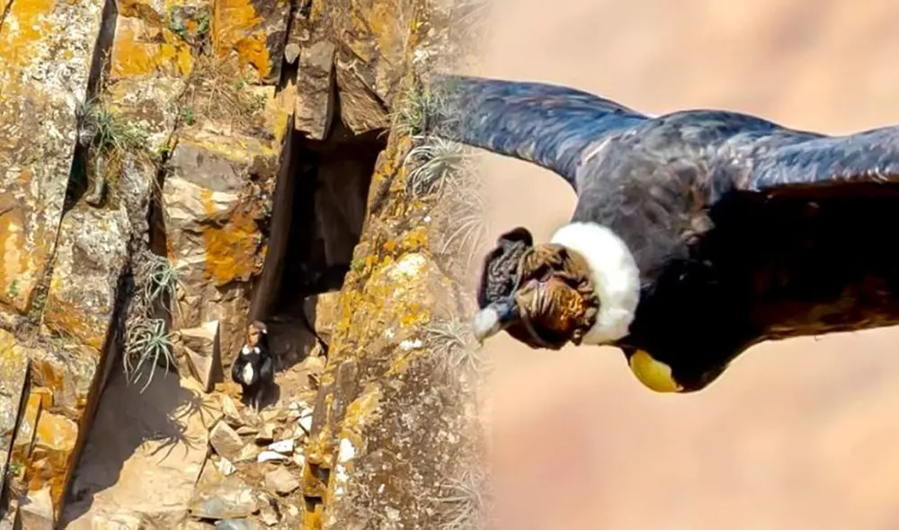 En el nido se observó un cóndor adulto alimentando a su cría. Foto: composición LR/Jazmin Ceras