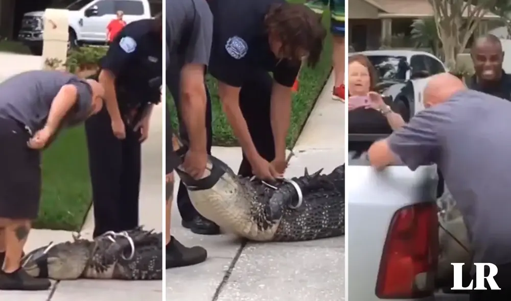 Los vecinos llamaron a un grupo de expertos que capturaron al caimán, pero las cosas no terminaron como esperaban. Foto: composición LR/@UHN_Plus/X/Capura - Video: @UHN_Plus/X