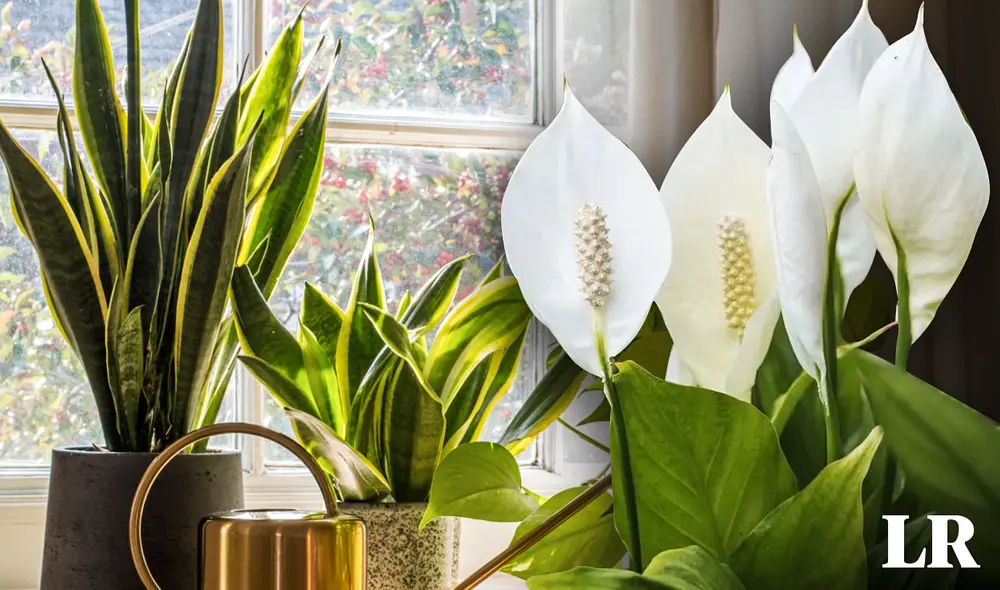 Las plantas requieren ser ubicadas en un lugar donde les llegue rayos de sol de forma parcial o indirecta. Foto: composición LR/Adobe Stock