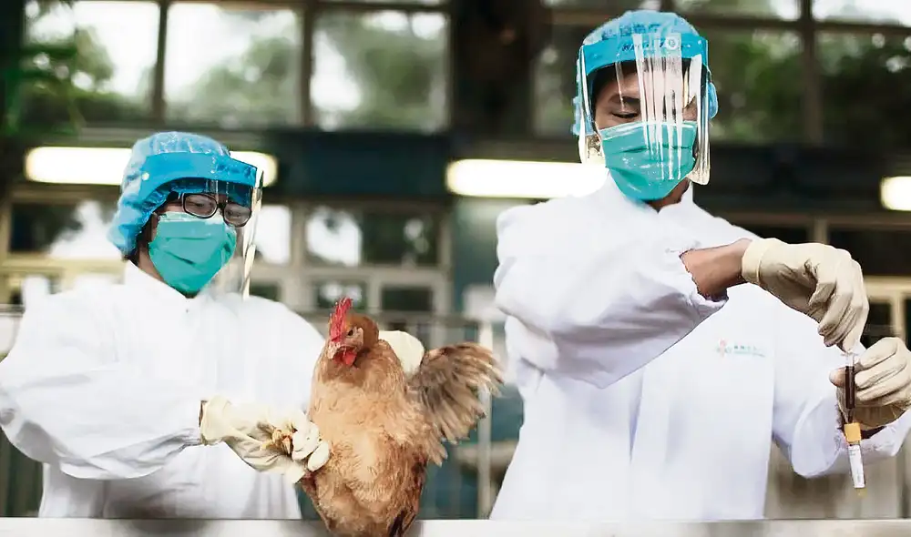 Alerta. Virus es muy contagioso y por ello se ha aislado la granja de gallinas donde se detectó el brote de gripe aviar. Foto: difusión Alerta. Virus es muy contagioso y por ello se ha aislado la granja de gallinas donde se detectó el brote de gripe aviar. Foto: difusión