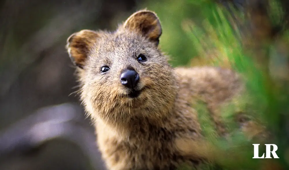 Los quokkas se han hecho famosos por su aparente sonrisa y por su comportamiento sociable. Foto: Composición LR / Jazmin Ceras / AFP Los quokkas se han hecho famosos por su aparente sonrisa y por su comportamiento sociable. Foto: Composición LR / Jazmin Ceras / AFP