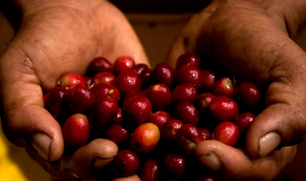 En 2023 se lograron cosechar 251.000 toneladas de café. Foto: PNUD En 2023 se lograron cosechar 251.000 toneladas de café. Foto: PNUD