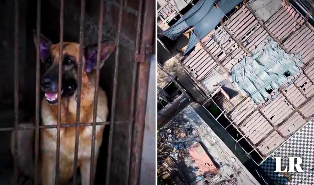 Denuncian maltrato animal en instalaciones de la PNP. Foto: composición de Gerson Cardoso/LR/La República