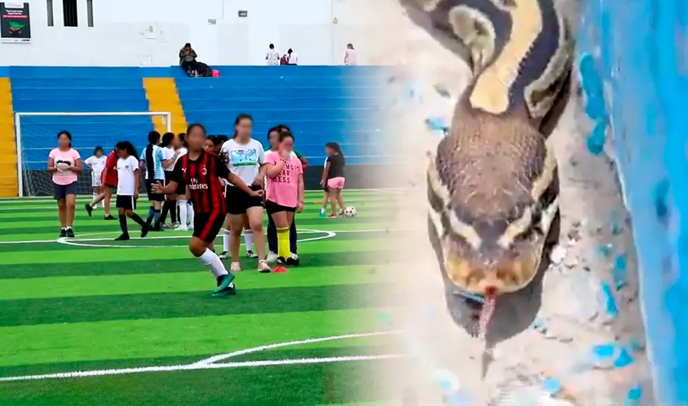 No se registró ninguna persona herida por la serpiente pitón. Foto: composición LR/Municipalidad de Magdalena del Mar/América TV No se registró ninguna persona herida por la serpiente pitón. Foto: composición LR/Municipalidad de Magdalena del Mar/América TV