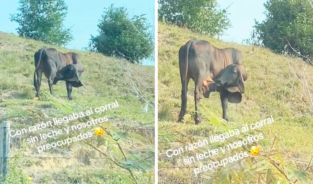 Usuarios en TikTok se preguntaron por qué la vaca se tomaba su propia leche. Foto: composición LR/TikTok/@Anderson.perdomo2 Usuarios en TikTok se preguntaron por qué la vaca se tomaba su propia leche. Foto: composición LR/TikTok/@Anderson.perdomo2