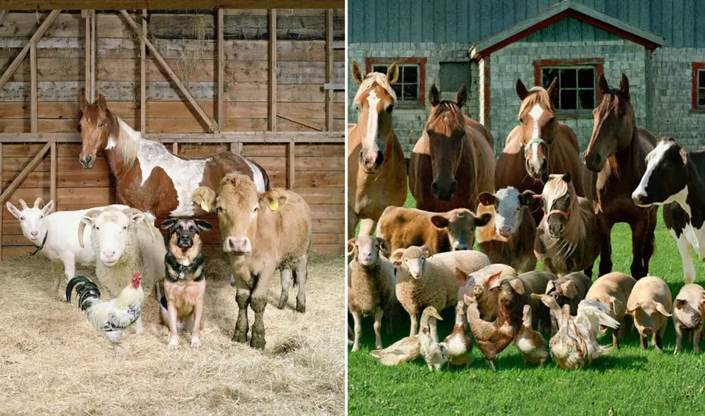Estos animales han mostrado una capacidad para entender y reaccionar ante señales humanas, revelando un nivel de razonamiento lógico. Foto: composición LR/ Pinterest/ Postposmo.