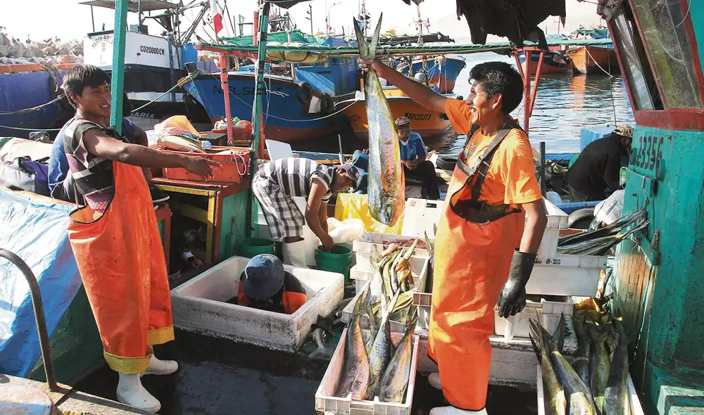 Influencia. La pesca artesanal contribuye con 0,15% al PBI nacional con un aporte de S/825 millones al 2022, según Sunat. Foto: difusión