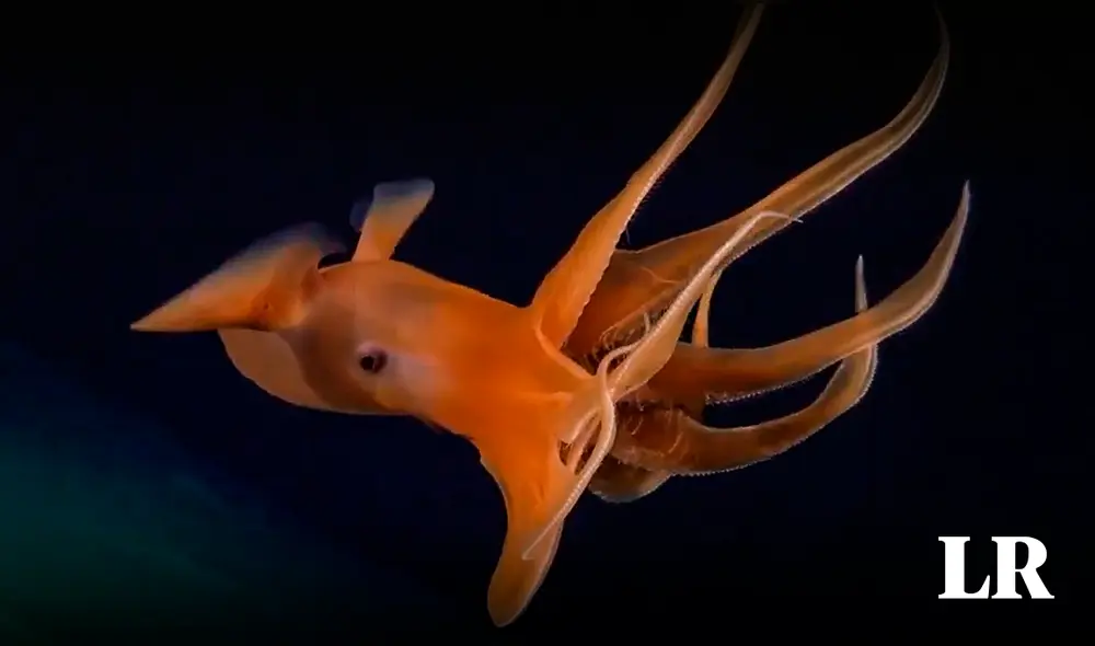 Investigadores recolectaron imágenes y muestras a más de 3000 metros bajo el mar. Foto: SOI