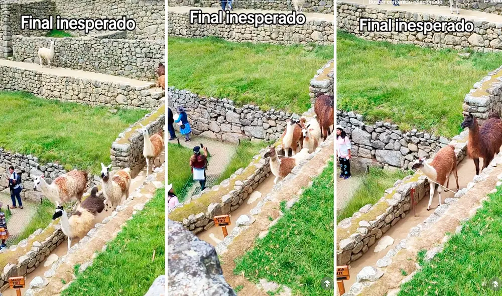 Las llamas dejaron muy sorprendidos a los usuarios en redes sociales. Foto: composición LR/TikTok/@chane_cr