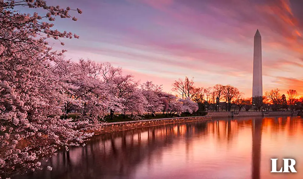 Los Cherry Blossoms que existen en Washington tienen una historia ligada a Japón. Foto: composición LR/muze