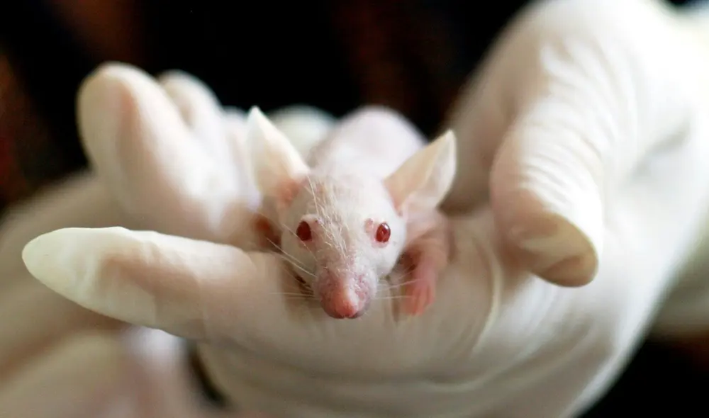 El experimento fue acusado de la ausencia de ética con los animales. Foto: Pexels