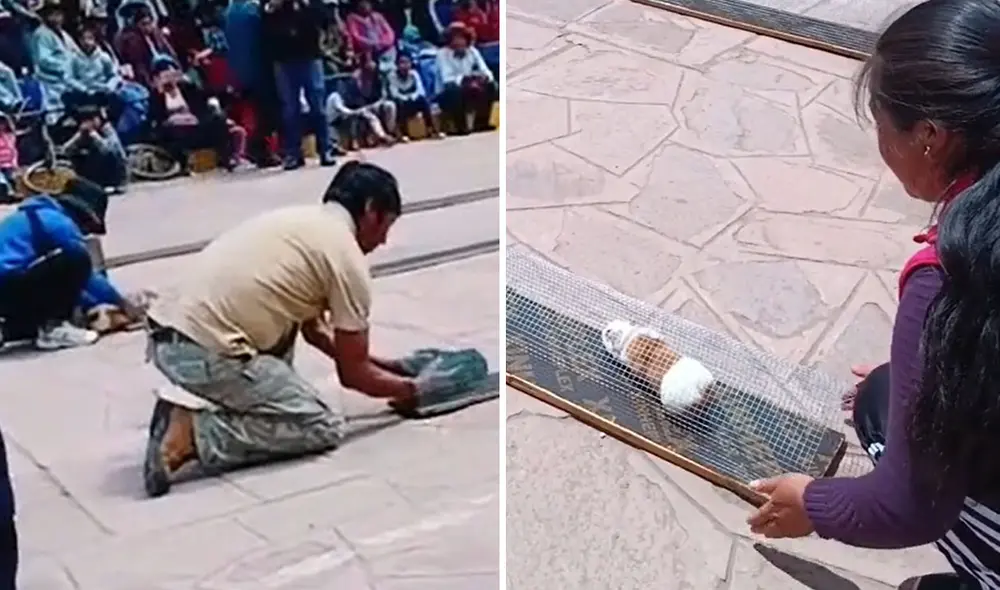 Carrera de cuyes es viral en redes. Foto: composición LR/@_flordaza3/TikTok