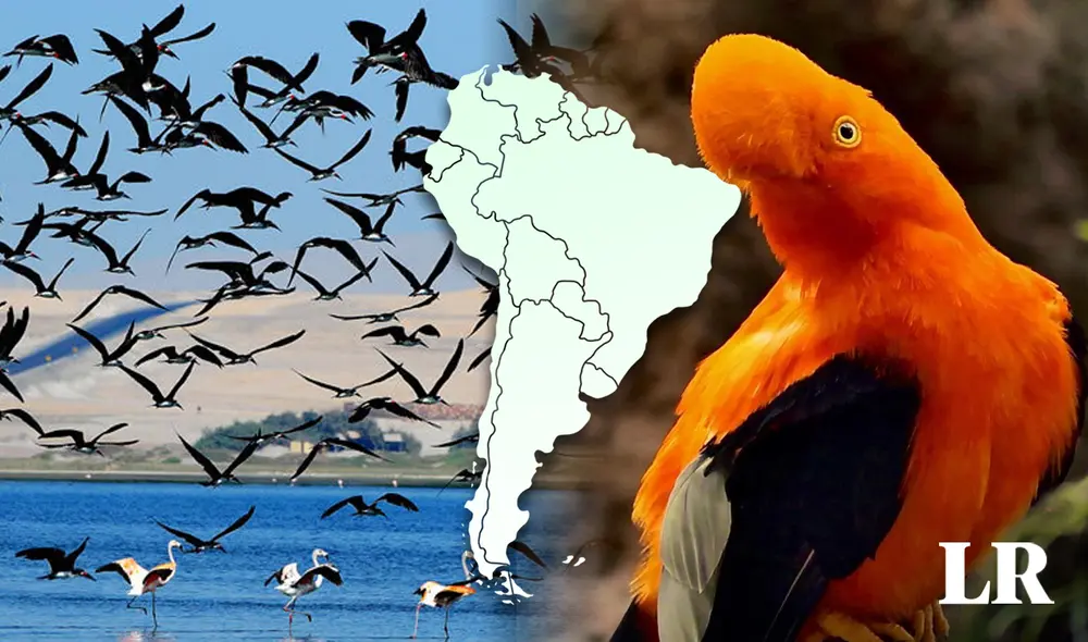 El país de Sudamérica que superó a Colombia con la mayor diversidad de aves del mundo El país de Sudamérica que superó a Colombia con la mayor diversidad de aves del mundo