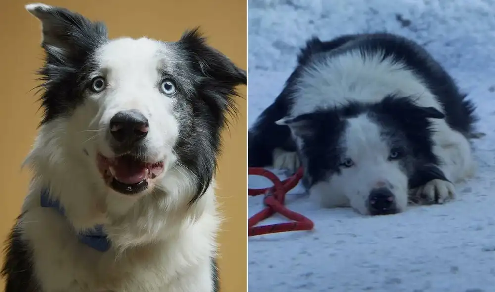 Messi interpretó a Snoop en 'Anatomía de una caída', película con cinco nominaciones a los Oscar 2024. Foto: composición LR/Variety/Le Pacte Messi interpretó a Snoop en 'Anatomía de una caída', película con cinco nominaciones a los Oscar 2024. Foto: composición LR/Variety/Le Pacte