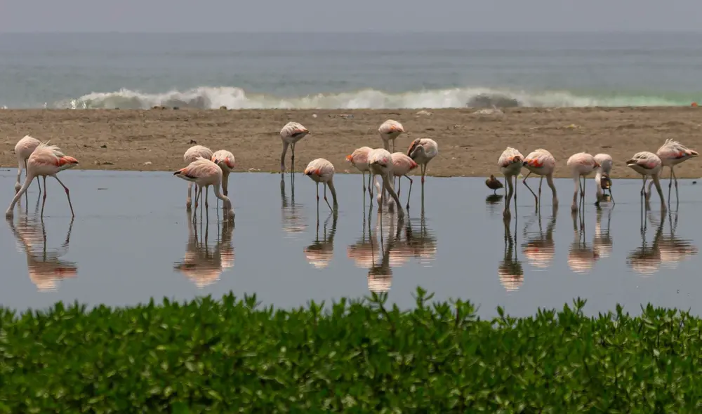 Se ha observado varios ejemplares de flamencos en el humedal en Chilca. Foto: David Montes-Iturrizaga
