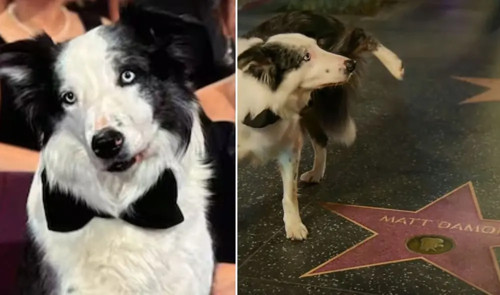 Messi, el perro de 'Anatomía de una caída', entrenó por 2 meses para lograr sus increíbles escenas en la película francesa. Foto: Composición LR/Captura TNT