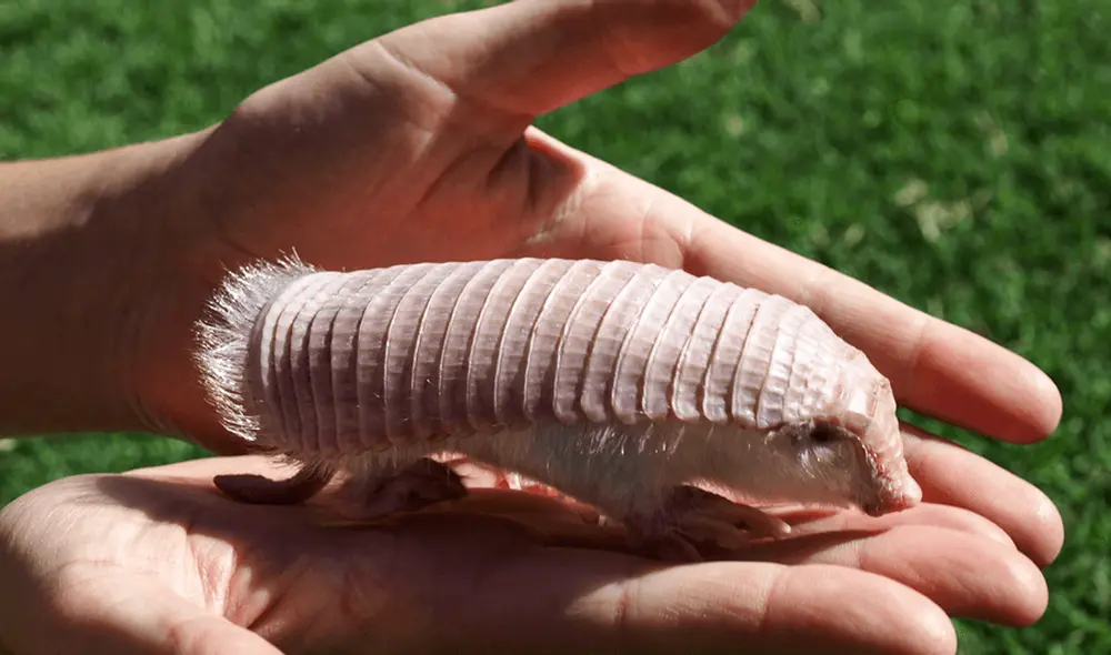 Estos armadillos pueden alcanzar en una mano humana. Foto: Mariella Superina / IFLScience