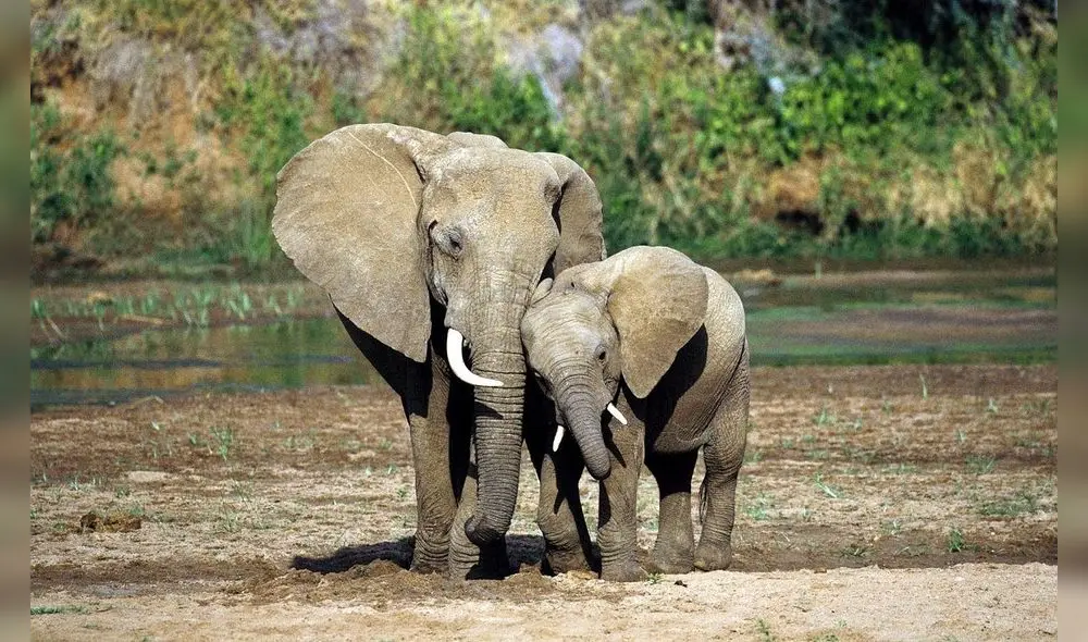 Elefantes asiáticos entierran a sus crías, se sabe que 20.000 elefantes mueren anualmente.