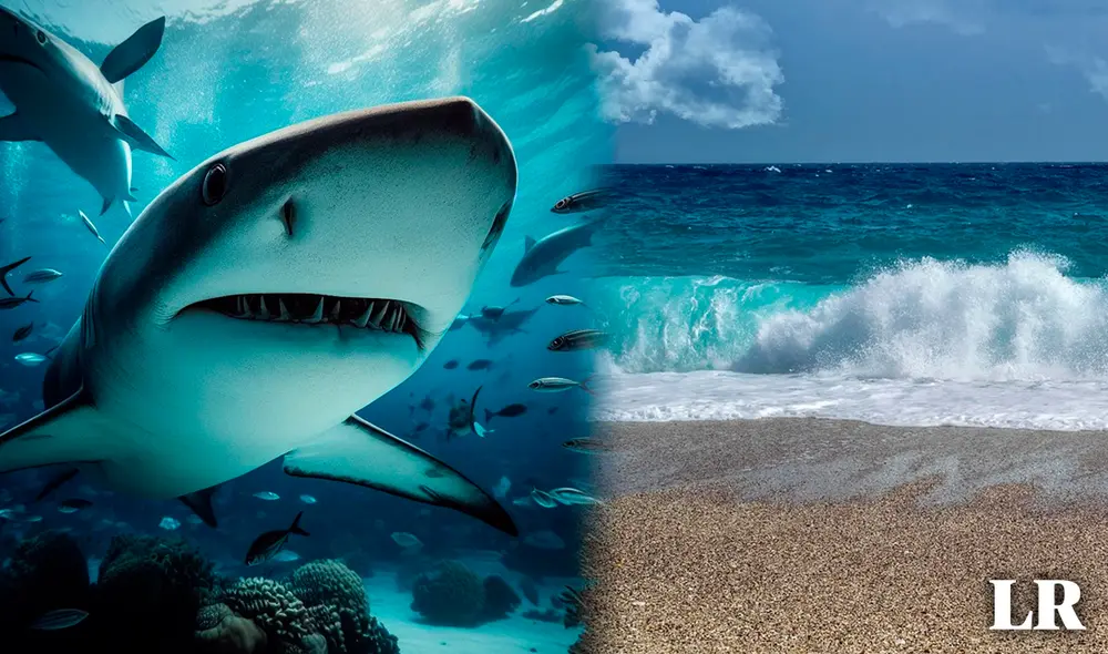 Florida presentó la mayor cantidad de ataques de tiburones durante el 2023. Foto: Composición LR/Pixabay