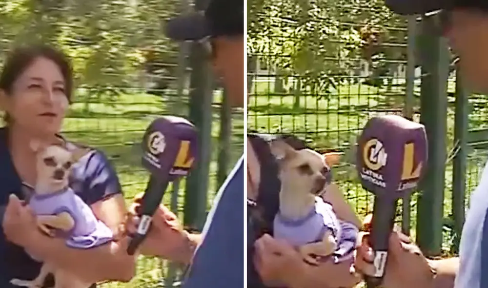 Clip tiene más de 500.000 visualizaciones en red social. Foto: captura Latina/TikTok -Video: Latina/TikTok -