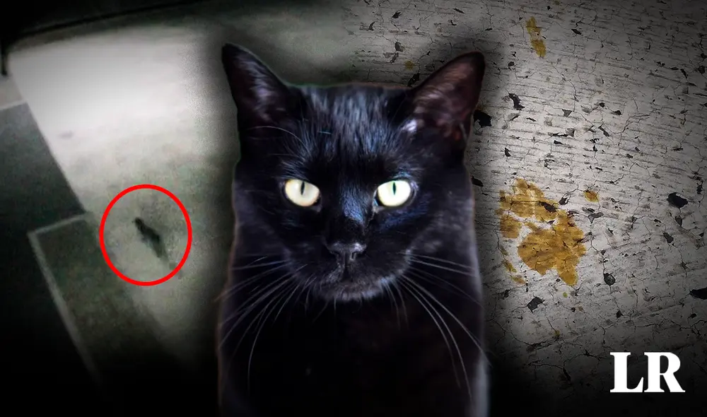 El hecho sorprendió a más de uno, pues la tina con el contenido tóxico media 3 m de altura. Foto: Composición Lr/referencial/AFP