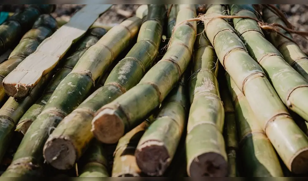 Caña de azúcar. Además, las empresas que conforman Perucaña exportan más de 155.000 m3 de alcohol con destino a Europa, valorizados en más de US$113 millones. Foto: difusión Caña de azúcar. Además, las empresas que conforman Perucaña exportan más de 155.000 m3 de alcohol con destino a Europa, valorizados en más de US$113 millones. Foto: difusión