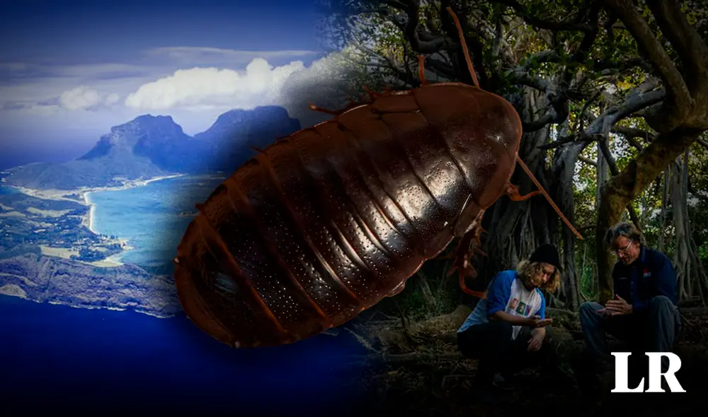 La comunidad científica pensó que esta especie se extinguió a finales del siglo XX a causa de la presencia de ratas en la isla. Foto: Composición LR/Justin Gilligan/DPE La comunidad científica pensó que esta especie se extinguió a finales del siglo XX a causa de la presencia de ratas en la isla. Foto: Composición LR/Justin Gilligan/DPE