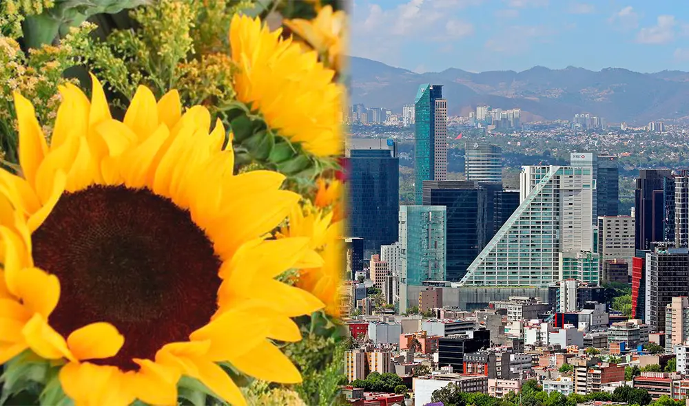 El origen de la tradición de regalar flores amarillas tiene relación con la novela argentina ‘Floricienta’, en especial con la canción ‘Flores amarillas’. Foto: composición LR/El Sol de Cuernavaca/Alejandro Islas Photograph AC