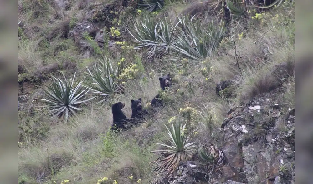 Tres osos de anteojos son captados por cámaras trampa Foto: Sernanp