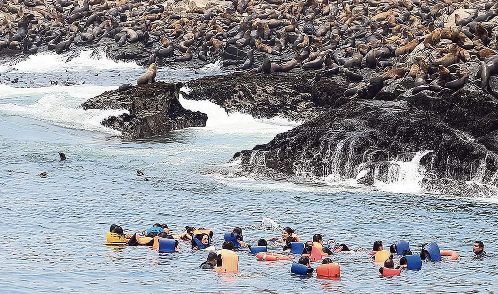 Tour. Islas Palomino son una opción en el Callao para observar los lobos marinos, incluso nadar con ellos. Hay variedad de aves. Foto: difusión Tour. Islas Palomino son una opción en el Callao para observar los lobos marinos, incluso nadar con ellos. Hay variedad de aves. Foto: difusión