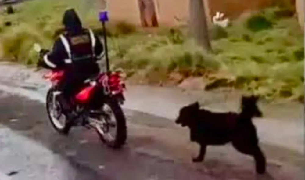 El aborrecible acto constituye una flagrante violación de los derechos de los animales. Foto: Portal La hora El aborrecible acto constituye una flagrante violación de los derechos de los animales. Foto: Portal La hora