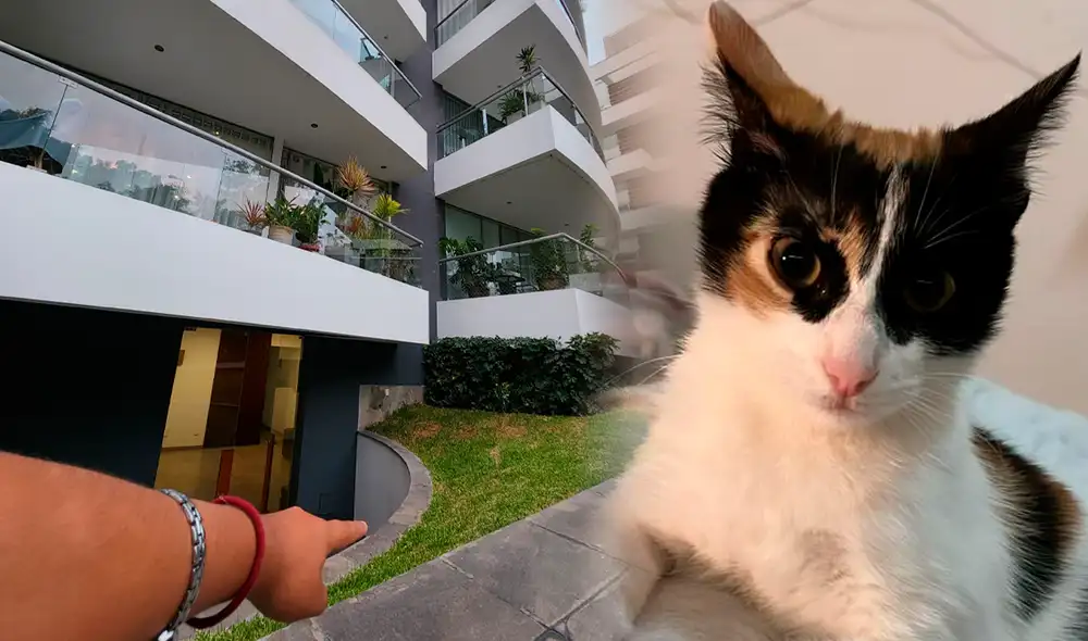 Solo un gatito sobrevivió al maltrato de esta excandidata política. Foto: Mirian Torres/Rosa Quincho/La República