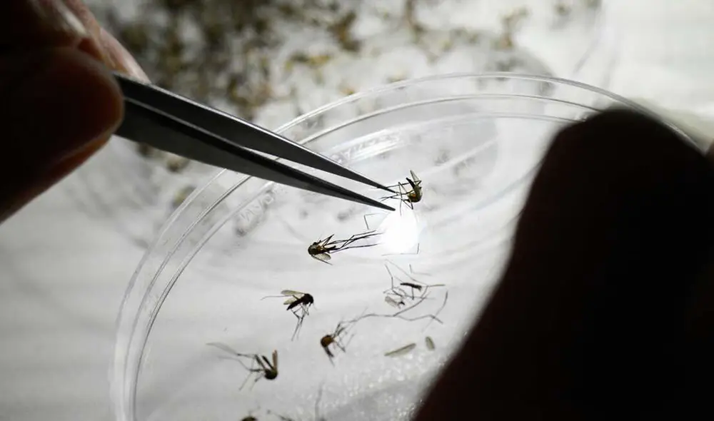 La reincidencia de la enfermedad del dengue puede ser muy perjudicial para la salud. Foto: AFP La reincidencia de la enfermedad del dengue puede ser muy perjudicial para la salud. Foto: AFP