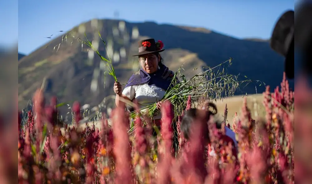 Midagri. El incentivo FIFPPA promueve la inclusión financiera porque está dirigido a productores que tienen menos de 10 hectáreas. Foto: difusión Midagri. El incentivo FIFPPA promueve la inclusión financiera porque está dirigido a productores que tienen menos de 10 hectáreas. Foto: difusión