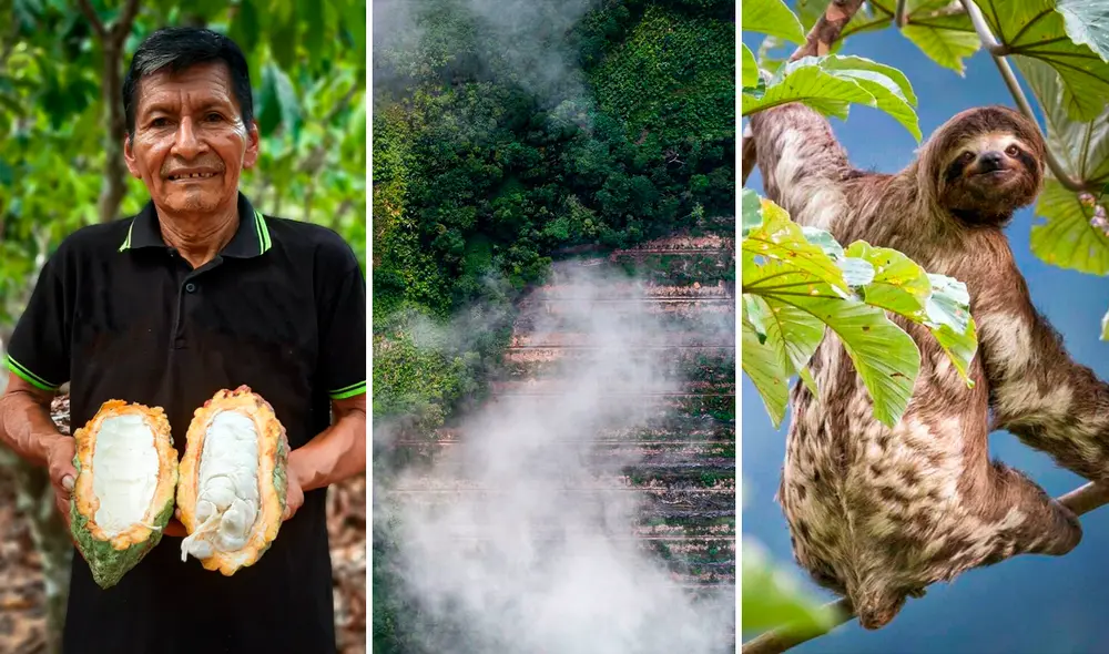 Alto Pelejo se encuentra rodeado por terrenos afectados por la producción de palma aceitera. (Derecha) Juan José Salas, cofundador. Foto: composición LR/ Alto Pelejo Alto Pelejo se encuentra rodeado por terrenos afectados por la producción de palma aceitera. (Derecha) Juan José Salas, cofundador. Foto: composición LR/ Alto Pelejo
