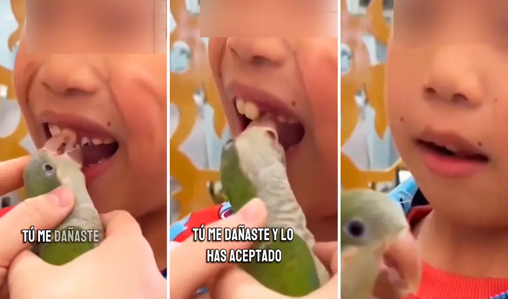 Las imágenes sacaron más de una sonrisa en redes sociales. Foto: composición LR/TikTok/@poolficial