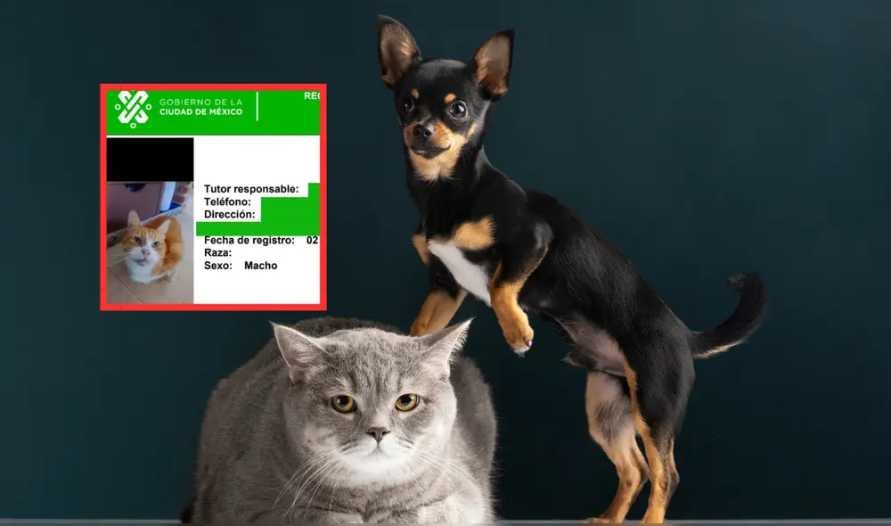 Mascotas deberán portar documento de identidad en la Ciudad de México. Foto: Composición LR / Freepikk