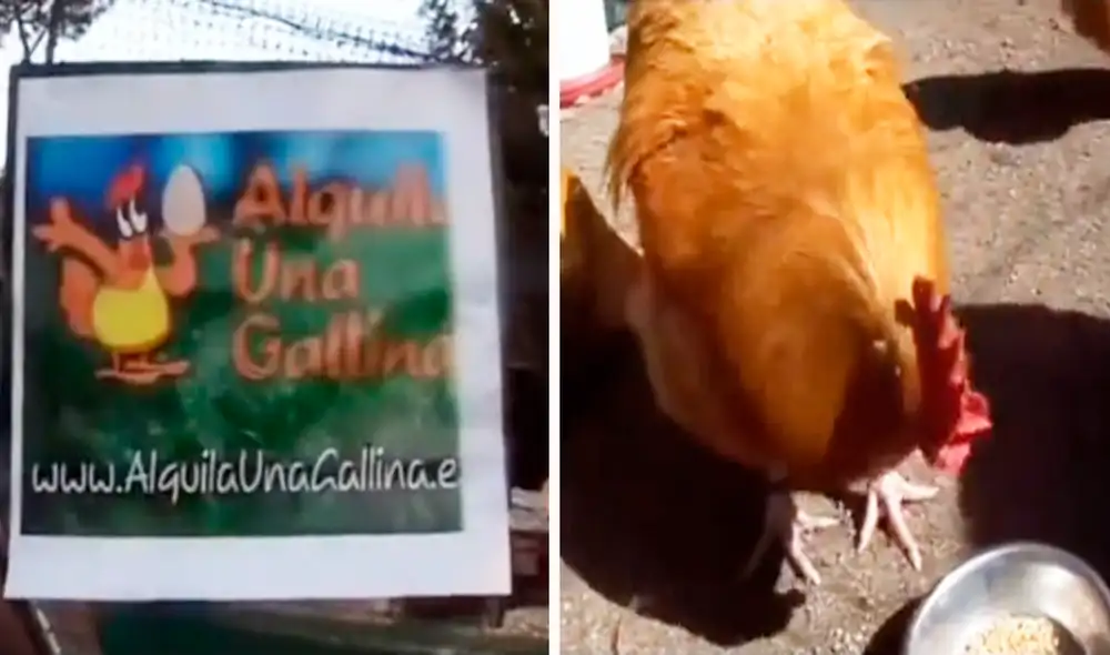 Las imágenes dejaron sorprendidos a los usuarios en redes sociales, pues no pensaban que se puede hacer negocios con estos animales. Foto: composición LR/TikTok/@tiktokhumorspain Las imágenes dejaron sorprendidos a los usuarios en redes sociales, pues no pensaban que se puede hacer negocios con estos animales. Foto: composición LR/TikTok/@tiktokhumorspain