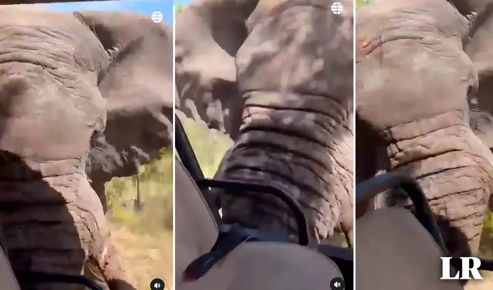 Animalistas responsabilizan a los turistas por invadir el hábitat del elefante. Foto: composición LR/captura IG@elmundo_es