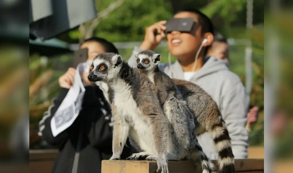 Según estudio de 1932, demostró un cambio de comportamiento en las abejas durante un eclipse solar. Foto: AFP