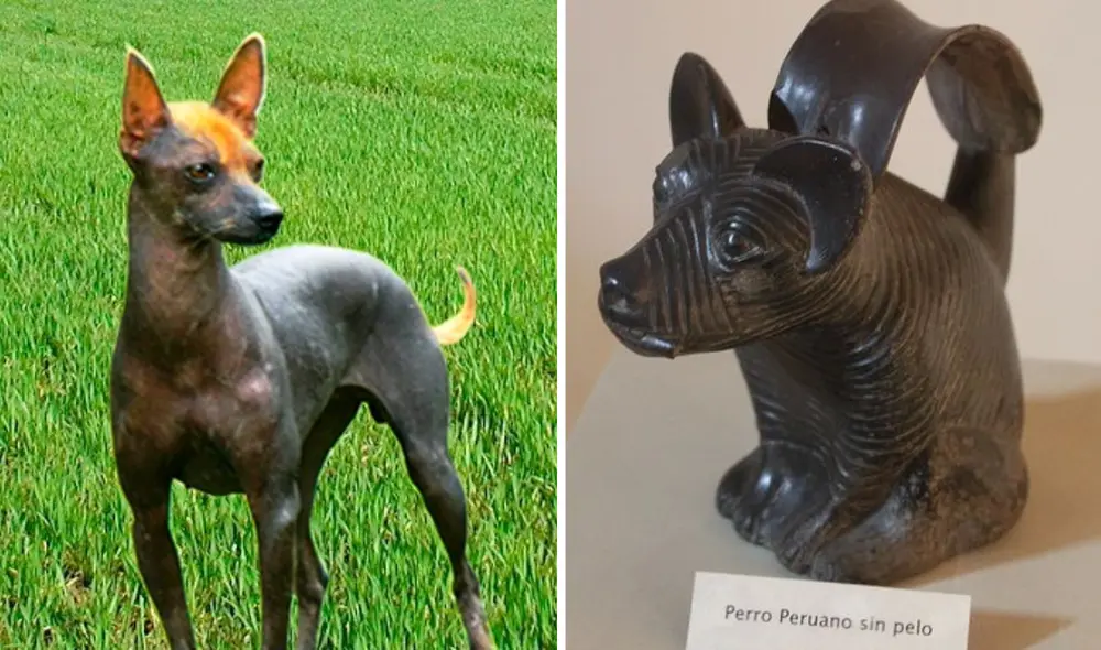 Antiguamente, algunos pueblos veían a los ‘perros peruanos’ como portadores de propiedades curativas, sobre todo para el reumatismo. Foto: composición LR/Intilandtours/Pinterest Antiguamente, algunos pueblos veían a los ‘perros peruanos’ como portadores de propiedades curativas, sobre todo para el reumatismo. Foto: composición LR/Intilandtours/Pinterest
