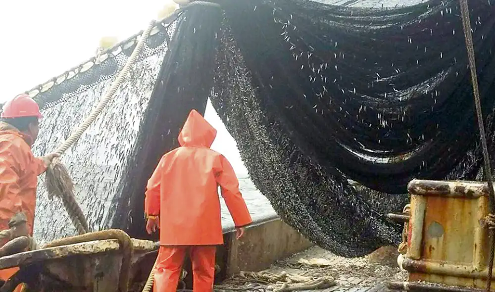 Reporte. Al 19 de diciembre, el promedio en tamaño de la anchoveta pescada es de 12 centímetros, al límite de lo permitido. Foto: difusión