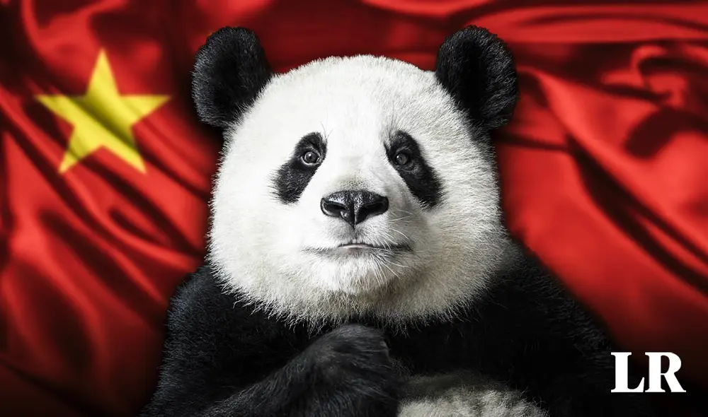 Los pandas son naturales de la provincia de Sichuan, China. Foto: composición LR/National Geographic