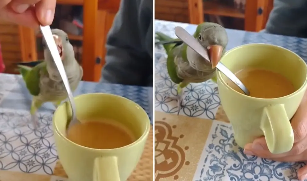 "¿Es normal?", cuestionaron usuarios en redes sociales. Foto: TikTok