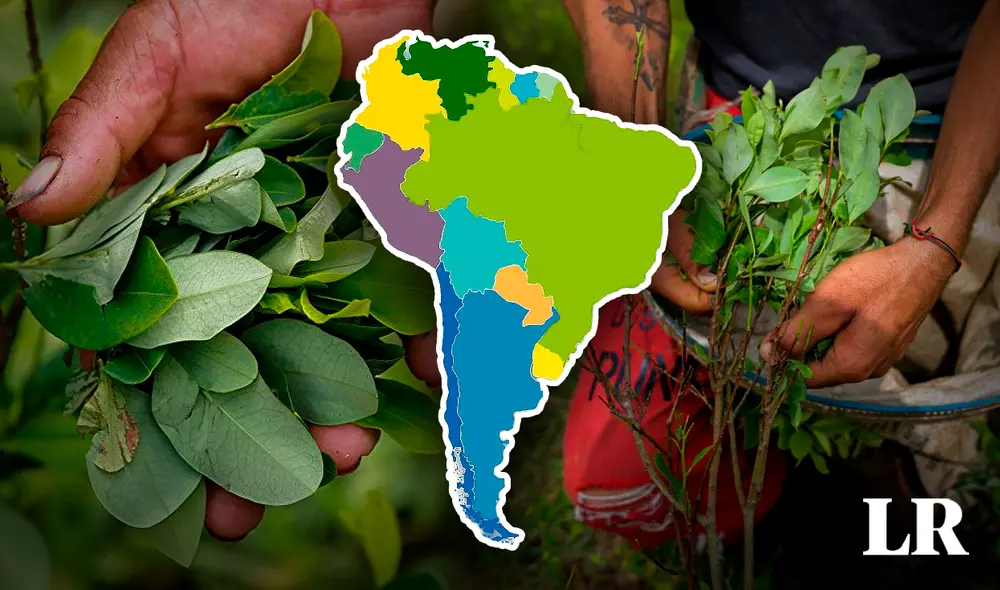 ONUDD afirma que la superficie dedicada al cultivo de coca en 2022 creció hasta las 230.000 hectáreas. Foto: Composición LR/CNN/Bichos de Campo ONUDD afirma que la superficie dedicada al cultivo de coca en 2022 creció hasta las 230.000 hectáreas. Foto: Composición LR/CNN/Bichos de Campo