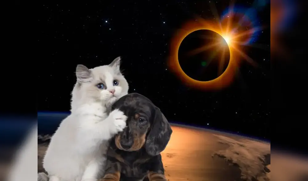 Colocarles lentes a las mascotas les ocasionará más ansiedad. Foto: iStock