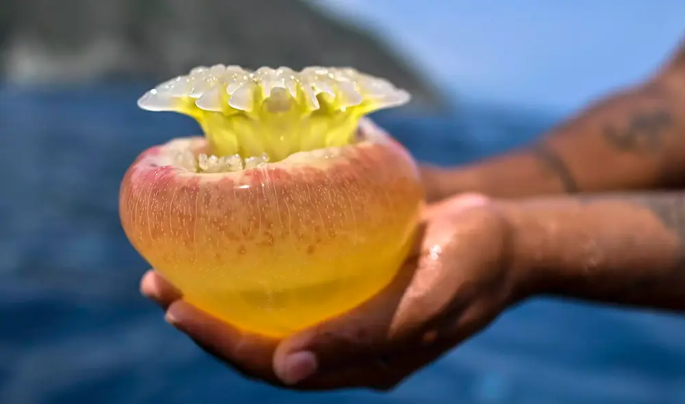 Los avistamientos de medusas preocuparon a los expertos y biólogos marinos. Foto: AFP Los avistamientos de medusas preocuparon a los expertos y biólogos marinos. Foto: AFP